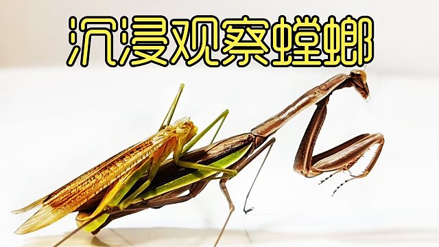沉浸式观察野外的螳螂，没想到母螳螂真的把自己丈夫吃了？
