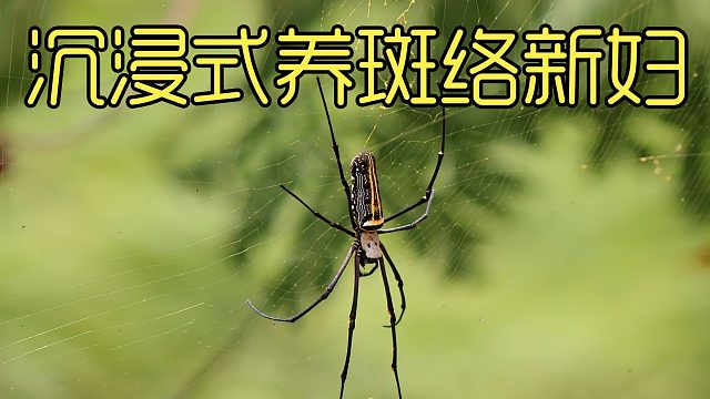 沉浸式养斑络新妇，野外抓的蜘蛛放在家里养，又可怕又神奇