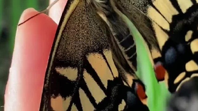 #奇异动物召集令 第一次孵化蝴蝶，只能用过于成功来形容了…… #神奇动物