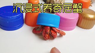 沉浸式养寄居蟹，捡来一些塑料瓶盖给寄居蟹，它们会住里面吗？