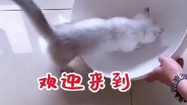 我要说它玩上瘾了，有人信吗？