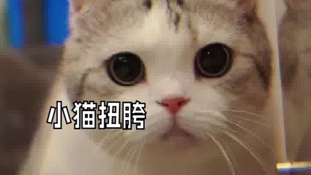 人类高质量小猫咪也会扭胯！喜欢吗？