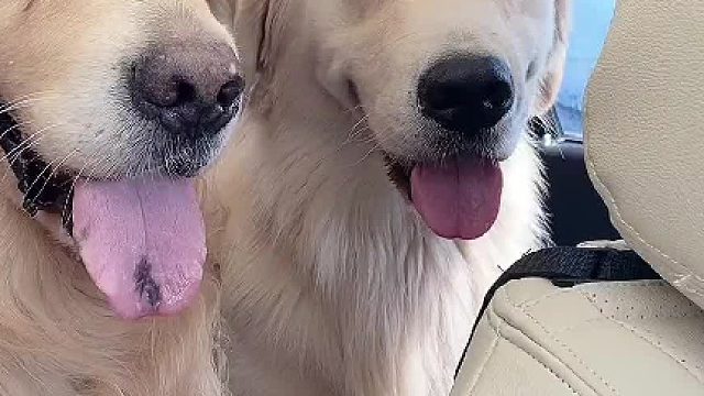 一晃时间过得真快啊，可乐都到中年了。人们总说来日方长，可是事实告诉我们世事无常。#狗狗游泳