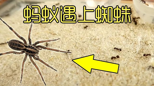 沉浸式养蚂蚁，当200只蚂蚁遇到蟑螂和蜘蛛，会做出什么反应？