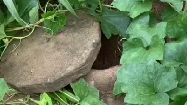 挑战流浪100天 番外篇：模仿古人深井制冰