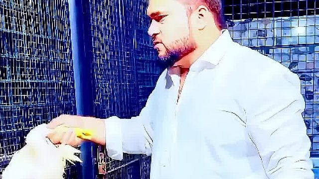 男子分别给雄狮和母狮吃了一只肥鸡，母狮却没有吃饱，它咆哮呼喊讨食