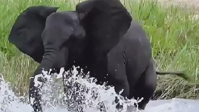 大象不允许水牛来水塘喝水，于是试图驱赶水牛