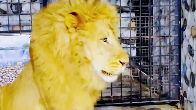 男子空手去看望雄狮和母狮，遭到雄狮嫌弃，男子给雄狮喂食肥鸡