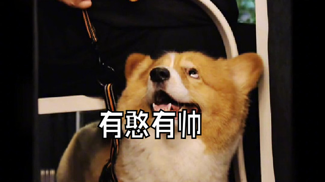 谢谢姨姨们的抓拍，有憨有帅还有可爱