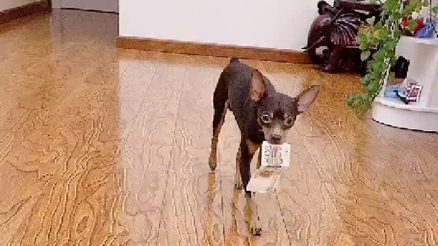 我好像又被这狗子套路了