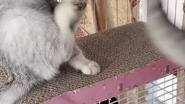 带着橙子探索外面世界，这直接放生了。#喵星人