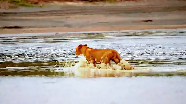母狮带小狮子出来玩耍，却把最小的幼崽落下了