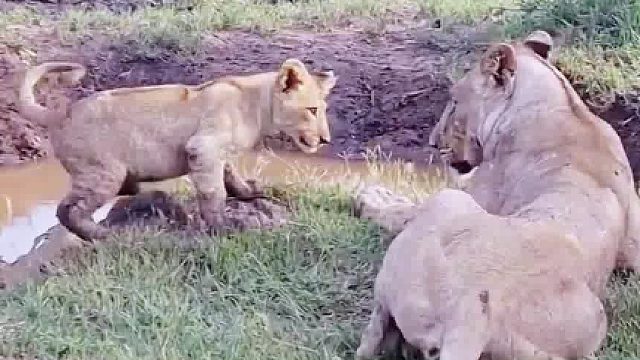 母狮把小狮子交给狮王照顾，小狮子强势压制狮王，狮王有苦难言