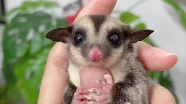 各种不同品种的抱手蜜袋鼯，哪一个才是你心中的小可爱呢。