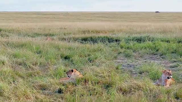 鬣狗要抢夺小狮子的食物，母狮大怒，狠狠的教训了鬣狗