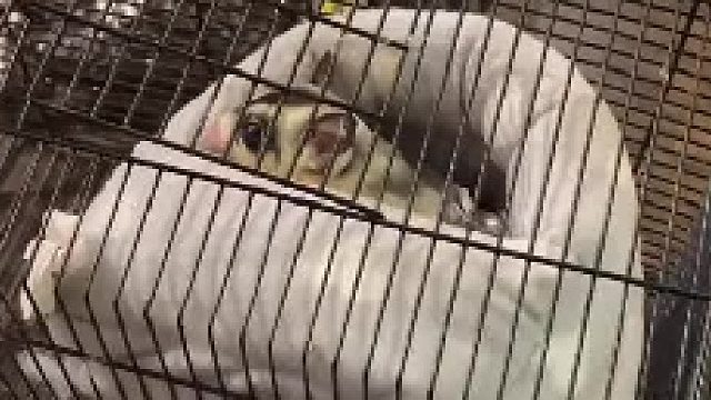 #蜜袋鼯进阶 马赛克的不归路，需要魔鬼训练了，头也不回。#萌宠