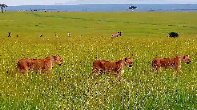 三头母狮来到草原狩猎，羚羊和疣猪保持警惕，随时应对挑战