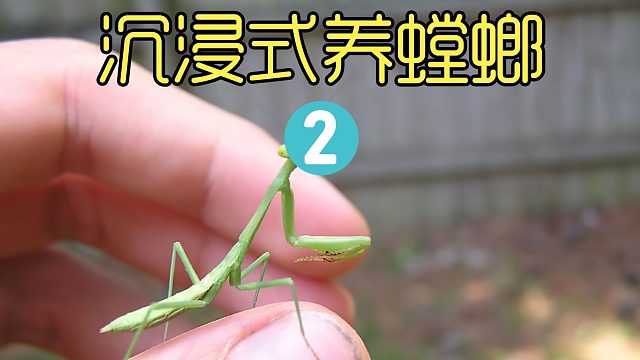 沉浸式养螳螂，野外抓的小螳螂养大了，该给它找个对象了