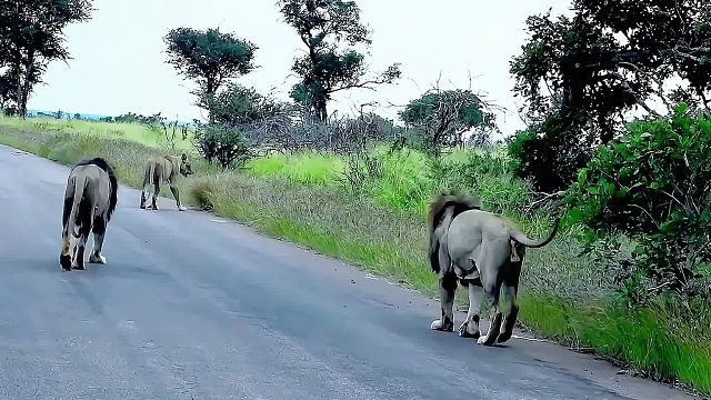 母狮和雄狮外出散步，母狮突然走进草丛中，把雄狮整懵圈了