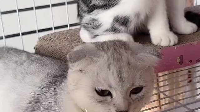 袜子面具1.0版本上线啦，大家期待2.0吗？#猫 #猫咪的迷惑行为