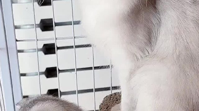 这…这……这是惊喜吗？#猫咪的迷惑行为 #猫咪的日常 #喵星人