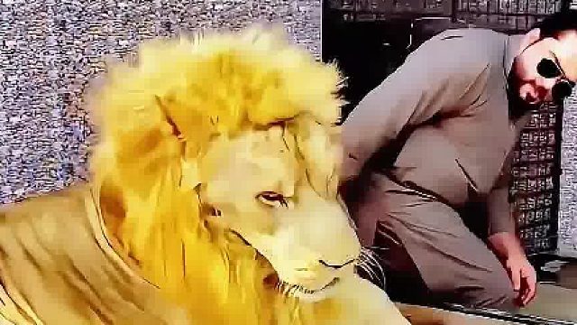 男子发现雄狮身上脏兮兮的，用水管给雄狮洗澡