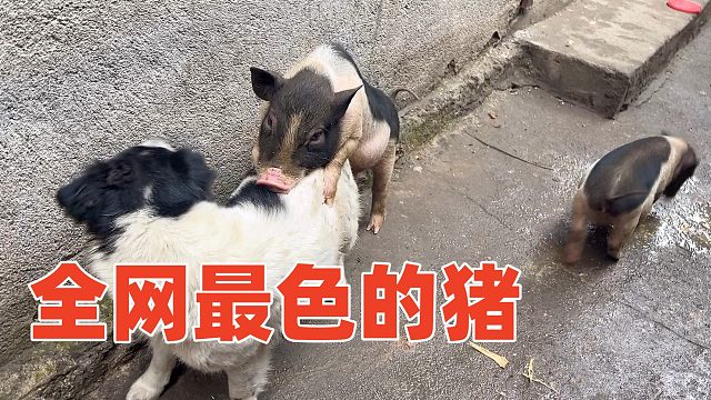 全网最色小猪，天天骚扰老狗，动物界老涩批【第186天】