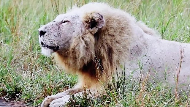 白狮发现两头外来流浪雄狮来找茬，它呼唤雄狮兄弟一起吓跑外来狮子