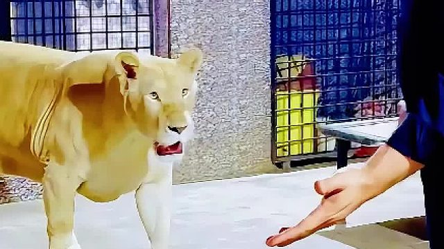 男子看望雄狮和母狮，雄狮很是高兴，跟男子回家一起过周末