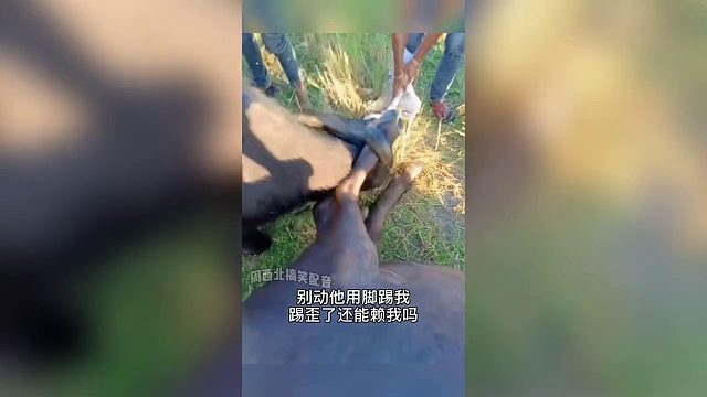 牛为什么不锯它的脚，是它先踢的我