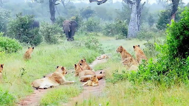 两头母狮带着一群小狮子，来到丛林里玩耍，遭到大象驱赶