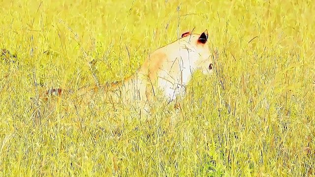 5头母狮来到草原上，相互协作寻找猎物，给小狮子找食物吃