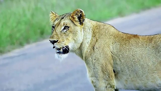 母狮发现外来狮子来犯，它临危不惧，最终吓退外来狮子