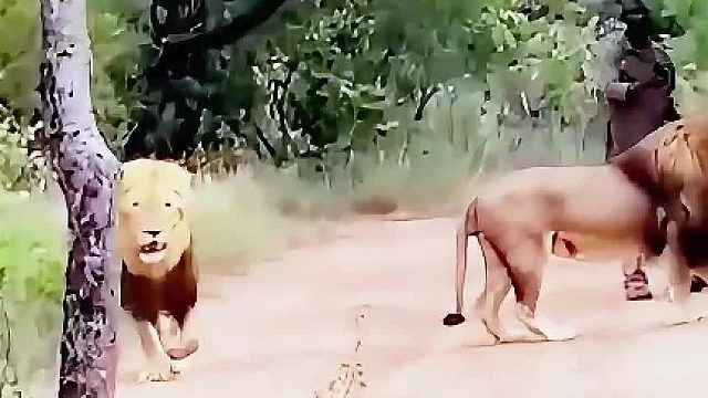 两头雄狮误闯入村庄，胆大的男子为了保护牛羊，驱赶两头雄狮