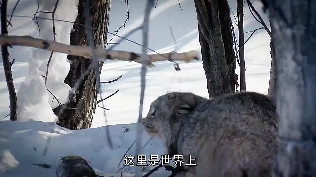 育空冰雪生活：在寒冷的阿拉斯加，为了生存而挣扎
