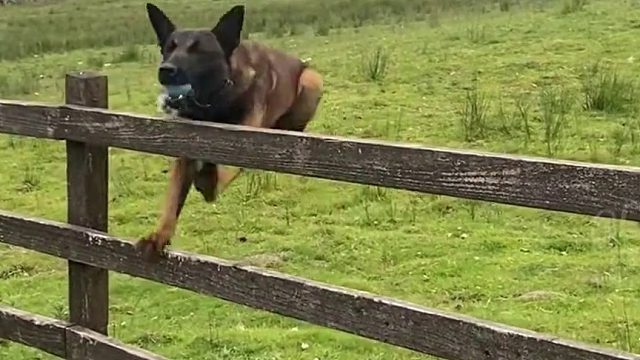 7.分享给有趣的朋友叭 #萌宠宝宝的日常