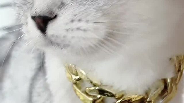 我家的猫怎么和别人家的不一样呢？#猫咪的迷惑行为 #喵星人