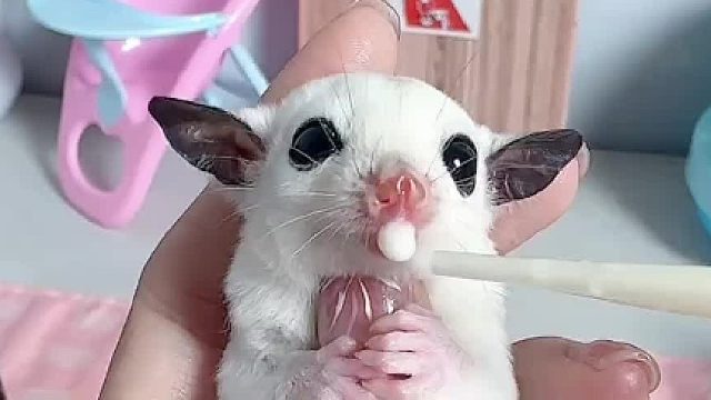 盘蜜喂蜜时间到