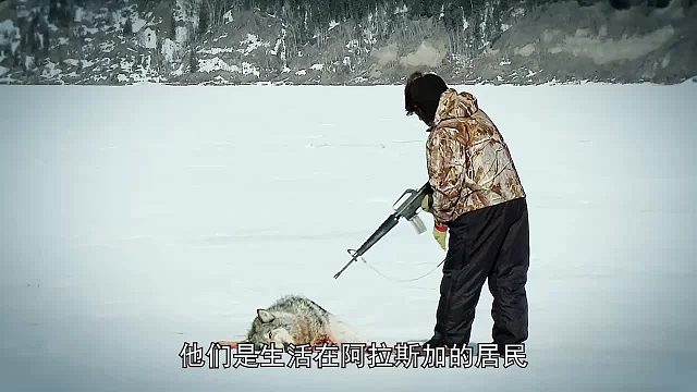 育空冰雪生活：危害村庄的黑熊