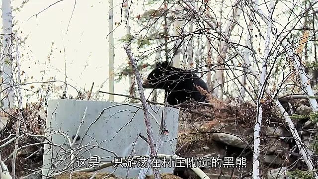 育空冰雪生活：狩猎黑熊，寻找圆木