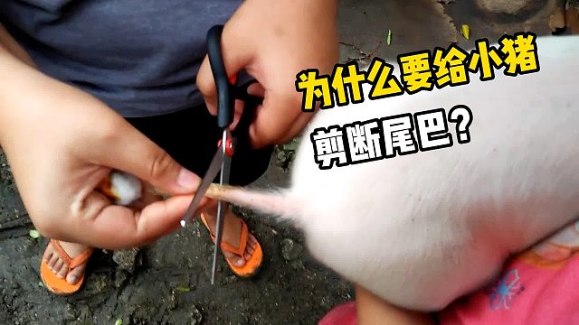 养殖场为什么要给小猪断尾？看完明白