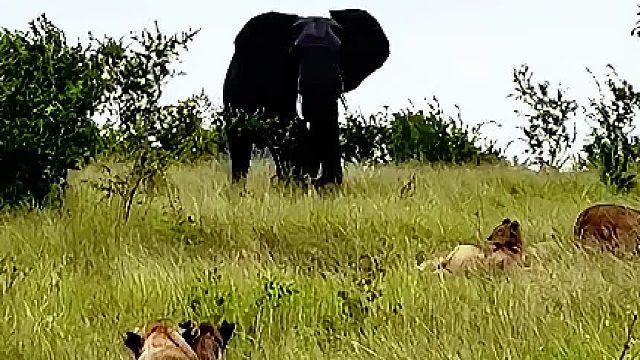 雄狮发现两头外来狮子，它带领狮群转移到大象地盘，遭到大象驱赶