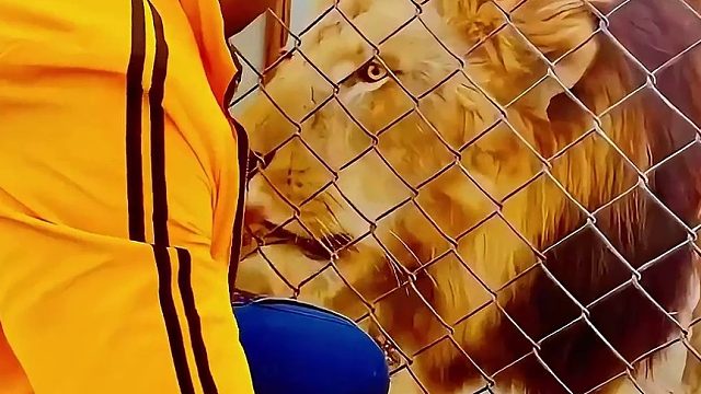 中东土豪男子来看望新来的雄狮，雄狮咆哮叫男子把母狮叫来