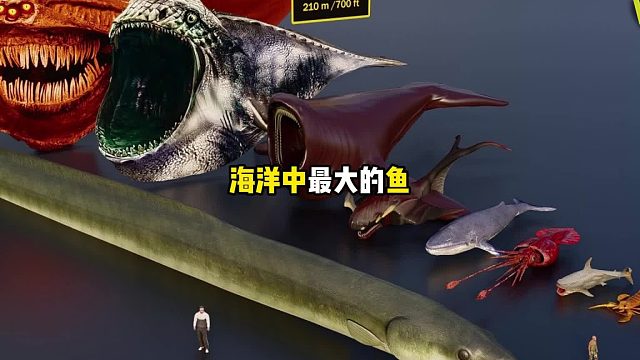 你知道海洋中最大的鱼有多吓人吗