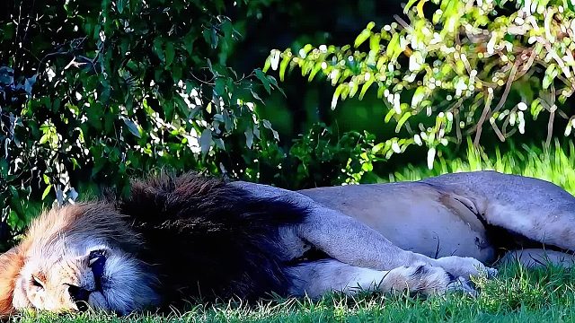 雄狮躺在地上睡觉，小狮子跑来打扰，母狮心疼雄狮