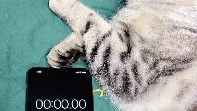 撸猫一分钟不被咬挑战成功。#创作灵感 #喵星人 #猫咪的迷惑行为
