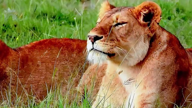 两头母狮趴在草地上，等待狮王归来，狮王自知犯了错有些心虚了