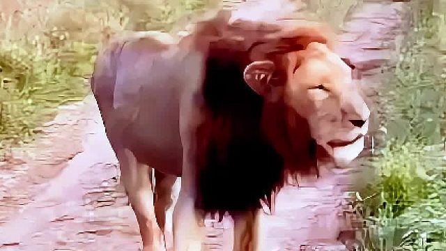 狮王为了驱赶三头外来的黑鬃雄狮，而不幸受伤，但它依旧坚持巡逻