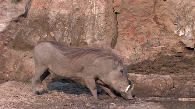 526水中霸主鳄鱼偷袭名场面，看蓬蓬，羚羊如何离谱逃脱