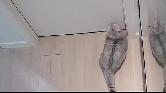 如何防止猫进房间！这招太有用了！#宠物干饭者联盟#宠粮逛京东省钱又轻松  #京东给生活多点实在